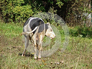 Cows in the meadow. photo